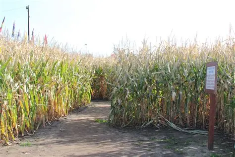 Sever's Fall Festival