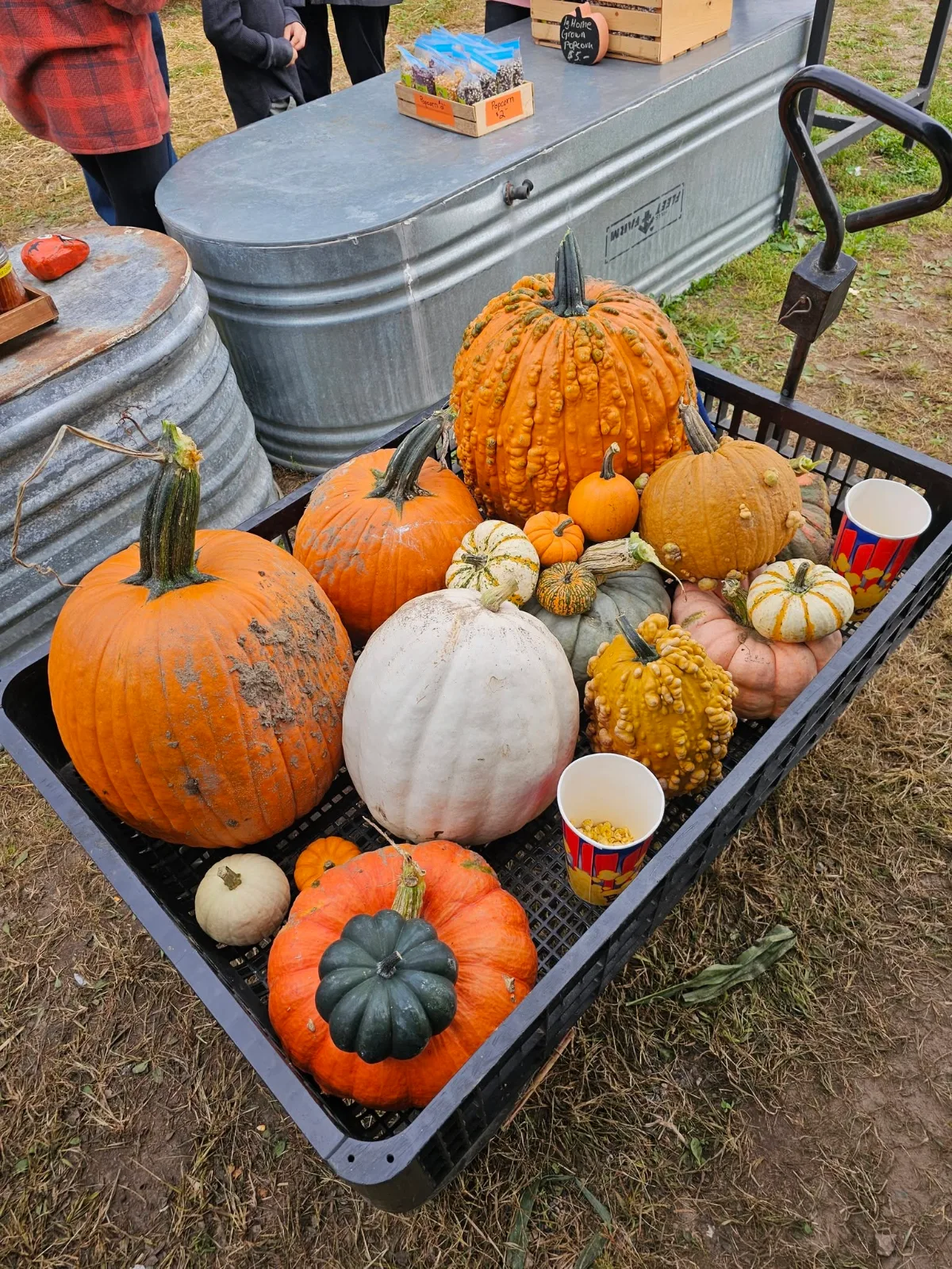 Lendt's Pumpkin Patch