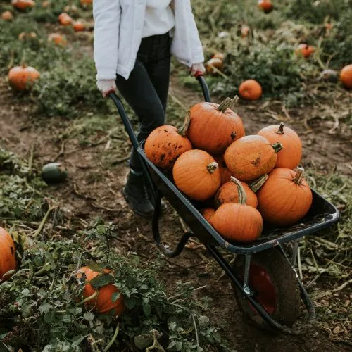 Barten Pumpkins