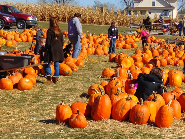 Pinehaven Farm- Pumpkin Festival