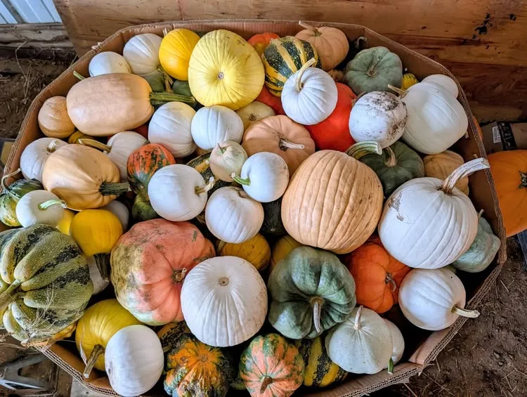Tom's Pumpkin Patch